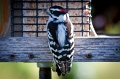 Downy Woodpecker